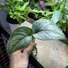 2026年最新】スキンダプサスの人気アイテム - メルカリ