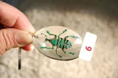 2026年最新】ホウセキゾウムシ 標本の人気アイテム - メルカリ