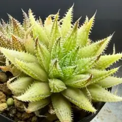 2018 カミンギー 派手 カキコ多肉植物 ハオルチア アロエ - メルカリ