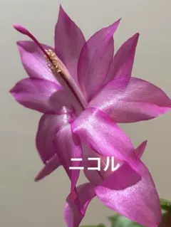 福太郎様 リクエスト 2点 まとめ商品