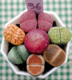 2025年最新】多肉植物 リトープスの人気アイテム - メルカリ