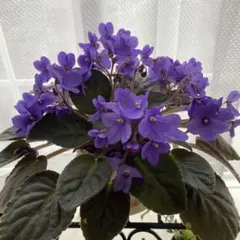 ダイム様 リクエスト 2点 まとめ商品