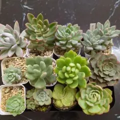 2025年最新】スターファイアー 多肉の人気アイテム - メルカリ