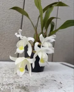 セロジネ　Coel intermedia 'magnificam' 抜き苗のサムネイル