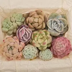 ❣️多肉植物 カット苗　詰め合わせ❣️