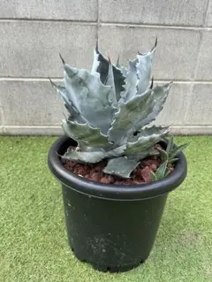 2025年最新】アガベ コロラータの人気アイテム - メルカリ