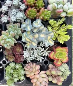 多肉植物セダム 多肉弁当 カット苗セット 詰め合わせ