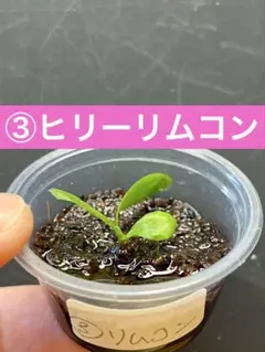 ritv様 リクエスト 5点 まとめ商品