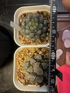 ハオルチアセット！ 紫オブツーサ シルバーレインのサムネイル