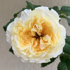 ⭐️ご購入前に必ずコメントをお願いします　81、バラ苗　バラ挿し木苗　切り花品種