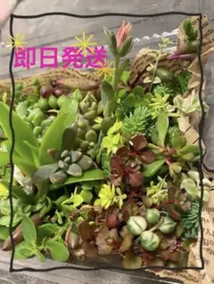 2026年最新】桜牡丹 多肉の人気アイテム - メルカリ