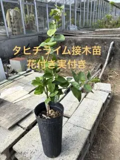 ライム タヒチライム 3年生 7号21cm ポリポット入り - メルカリ