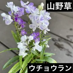 観葉植物　山野草　ウチョウランのサムネイル