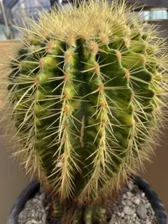 2025年最新】サボテン 金鯱 錦の人気アイテム - メルカリ