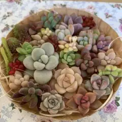 多肉植物カット苗いろいろ種類詰め合わせ 寄せ植えセット