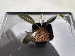 Bucephalandra sp. Sokan1 Kab.Melawi【TB】 - メルカリ
