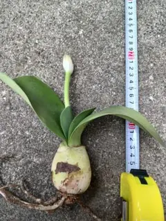 2025年最新】マユハケオモトの人気アイテム - メルカリ