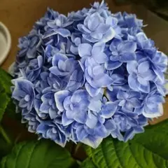 売り尽くし 新品種 紫陽花 アジサイ 那由多 なゆた 4号 ブルー 現物 14