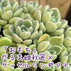つぶつぶ屋さん交配苗・おもち　大株カット苗発根済3本　葉挿しおまけ付き　Ｂのサムネイル
