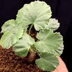 超レア！　クラシカウレ　ペラルゴニウム　写真1-3枚目　多肉植物　塊根植物のサムネイル