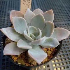 購入済No29 シャビアナペレグリナ×クリスペートビューティー抜き苗　発送方法① 多肉植物 シャビアナペレグリナ 抜き苗 - メルカリ