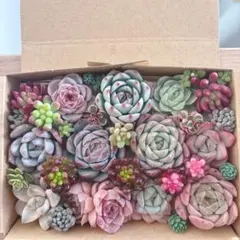 16時までのご購入とお支払いで本日発送　メルカリ便　多肉植物　寄せ植えセット