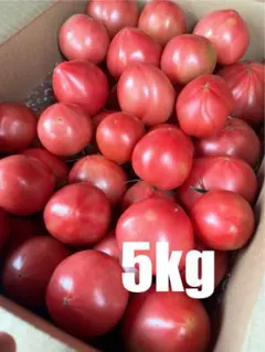 味の濃いトマト　5kg 訳あり　規格外品　静岡県産　農家直送　減農薬栽培のサムネイル