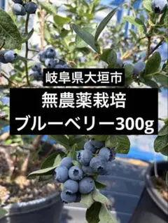 【お得】無農薬栽培ブルーベリー約300gのサムネイル