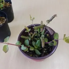 なごみ様 リクエスト 2点 まとめ商品