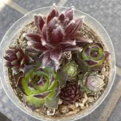 多肉植物 センペルビウム カラフル ミニ寄せ植え（い）