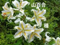 2025年最新】ヤマユリ 種の人気アイテム - メルカリ