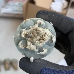 2025年最新】銀冠玉の人気アイテム - メルカリ