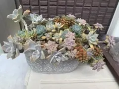 多肉植物　すべて！　カット苗のサムネイル