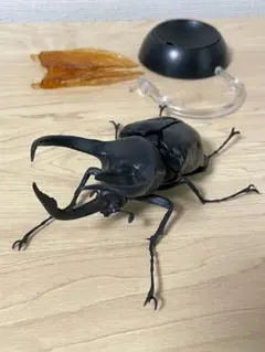 コーカサスオオカブト カプセルトイ