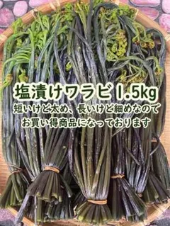 北海道産 お買い得あく抜き済塩漬けワラビ 1.5kg 山菜のサムネイル