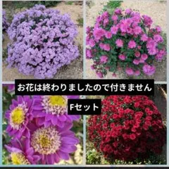 2025年最新】苗の人気アイテム - メルカリ