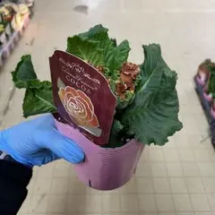 user_a50fc9e1様 リクエスト 3点 まとめ商品