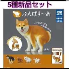 トイプードル ふんばりーぬ