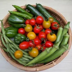 夏野菜セット7/15収穫のサムネイル
