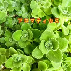 《 多肉植物 》アロマティカス カット苗 ５本