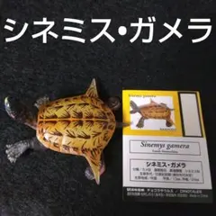 チョコラザウルス　海洋堂　シネミス•ガメラのサムネイル