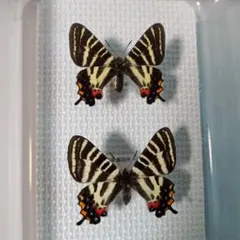 2025年最新】ギフチョウの人気アイテム - メルカリ