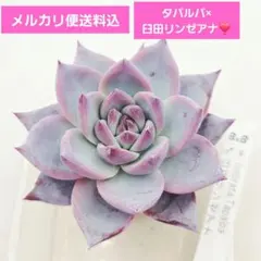 2026年最新】臼田リンゼアナ ぼのぼのの人気アイテム - メルカリ