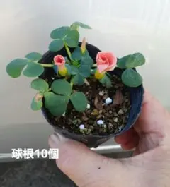 鈴香様 リクエスト 2点 まとめ商品