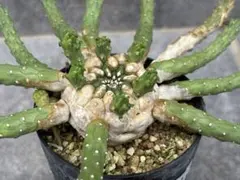 ユーフォルビア イネルミス 白花先端咲き - メルカリ
