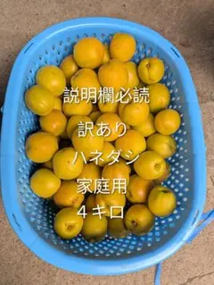 生あんず　訳あり　ハネダシ　４キロ　加工用　家庭用　ジャム用のサムネイル