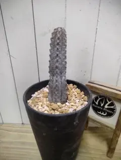 2025年最新】アブデルクリの人気アイテム - メルカリ