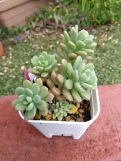 子持ち蓮華錦 鏡花 抜き苗 オロスタキス 多肉植物 - メルカリ