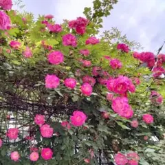 薔薇　春風　挿し木用枝１５本　ネコポス匿名発送のサムネイル