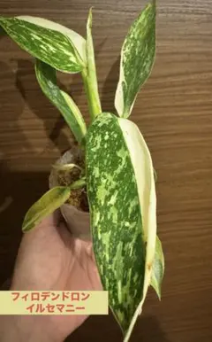 2026年最新】イルセマニーの人気アイテム - メルカリ